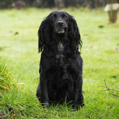 The Sprocker Spaniel Club - How Big Is A Sprocker