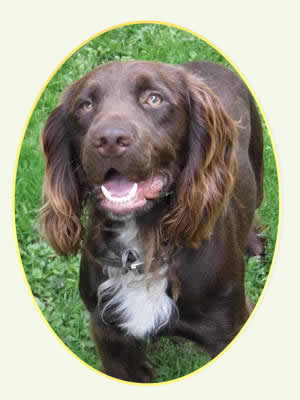 Sprocker sales spaniel chocolate