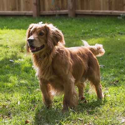 what size dog is a sprocker