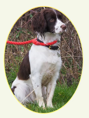 Spaniel pulling on store lead