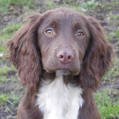 The Sprocker Spaniel Club - What To Look For