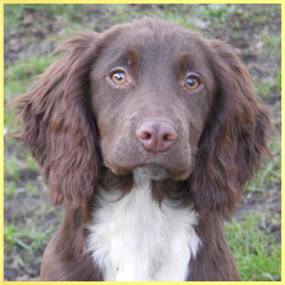 Sprocker Breed Register - What To Look For