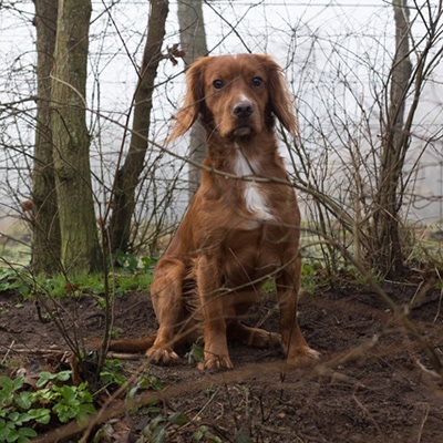 owning a sprocker spaniel