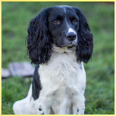 Black and store white sprocker spaniel