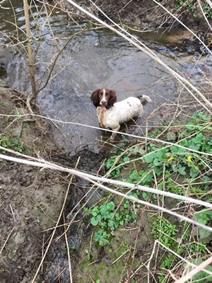 why do they dock springer spaniels tails